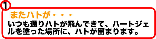 またハトが・・・