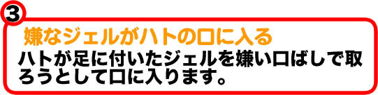 嫌なジェルがハトの口に入る